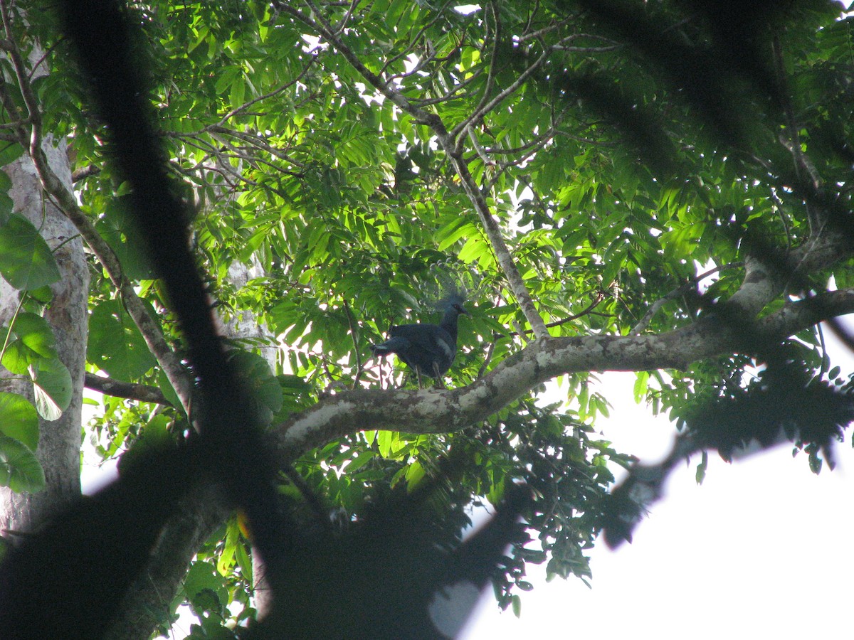 Victoria Crowned-Pigeon - ML632023947