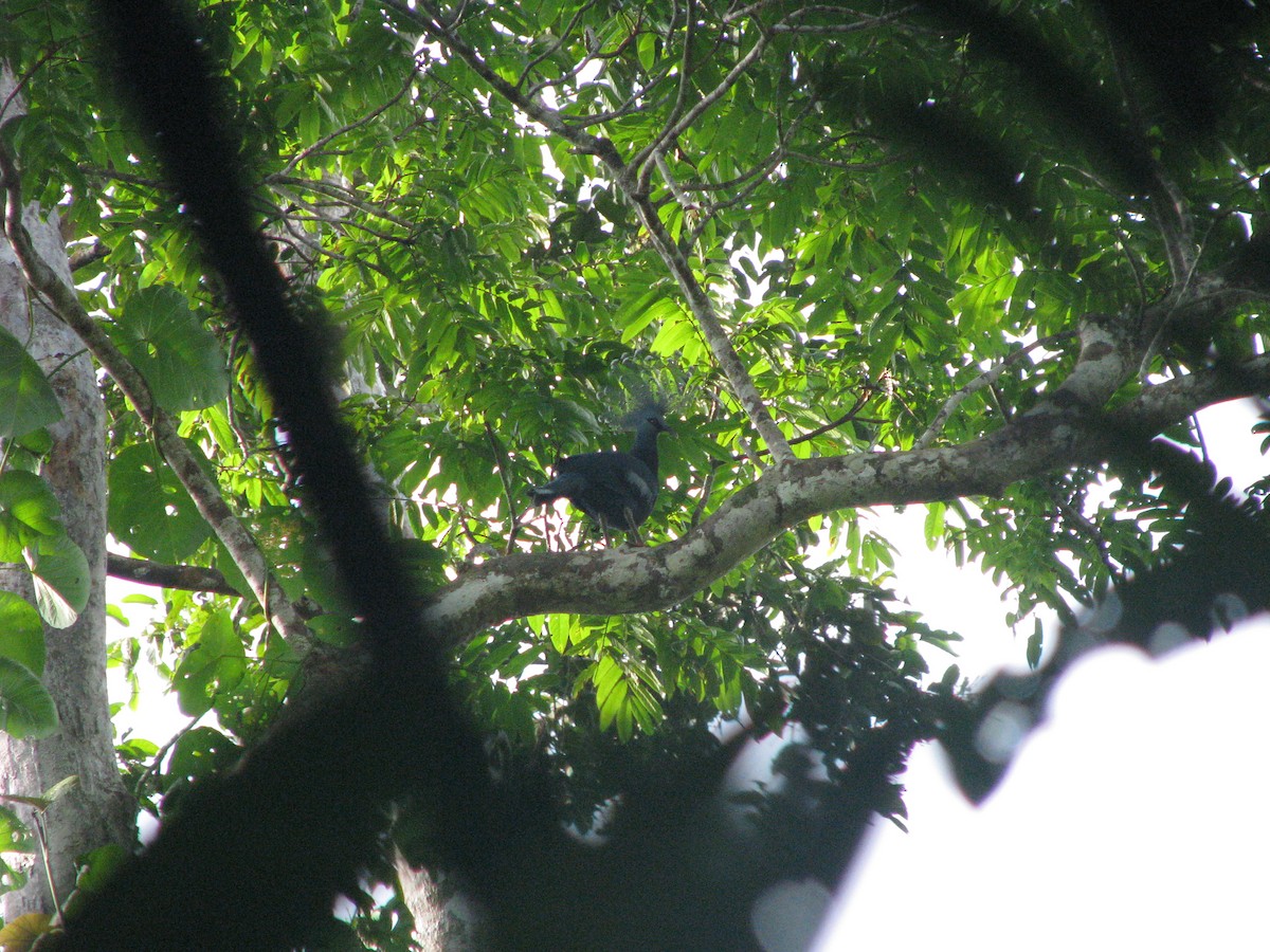 Victoria Crowned-Pigeon - ML632023948