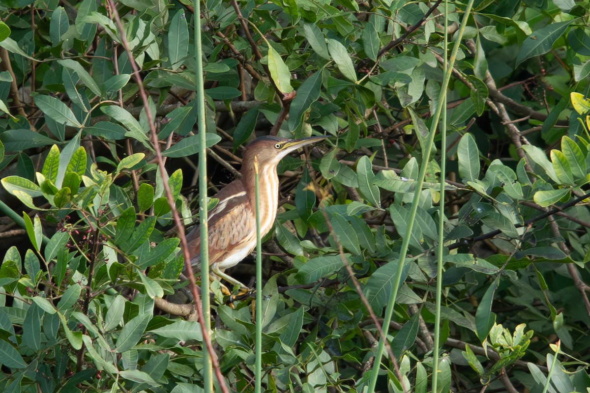 אנפית גמדית אמריקנית - ML632023986