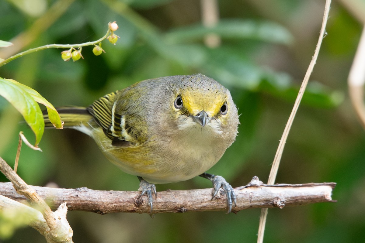 ויראו לבן-עין - ML632023992