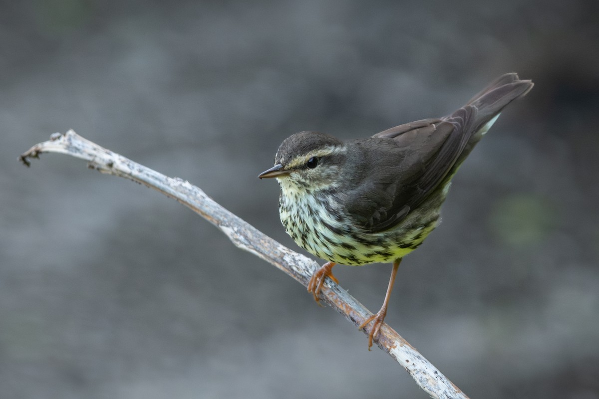 נחלית צפונית - ML632023996