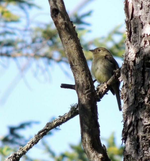 Yellow-bellied Flycatcher - ML632024140