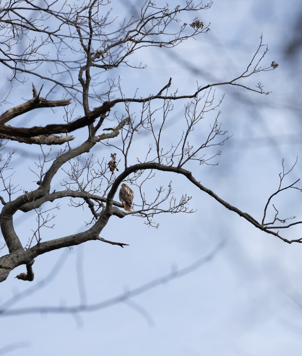 Red-tailed Hawk - ML632024297