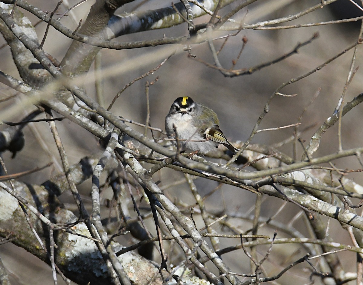 Golden-crowned Kinglet - ML632024420