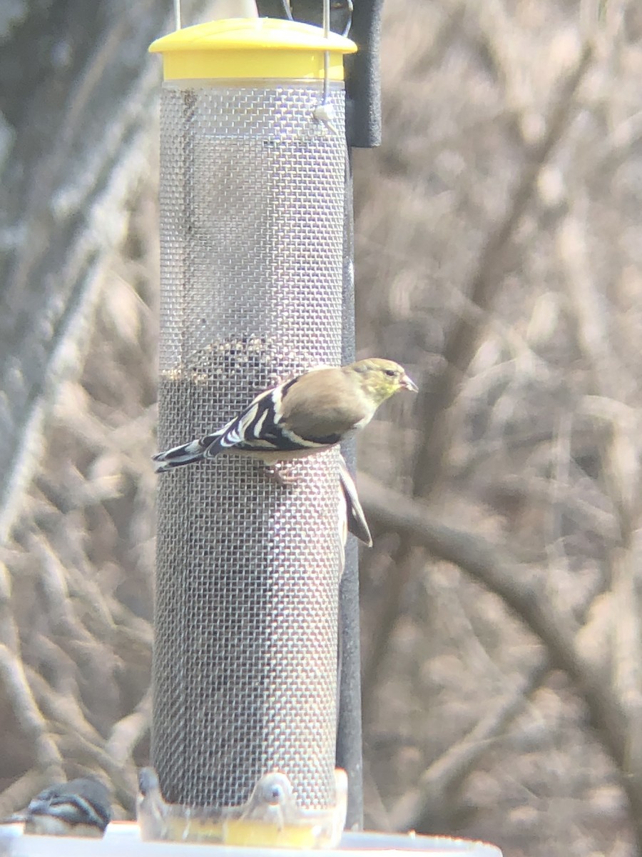 American Goldfinch - ML632024555