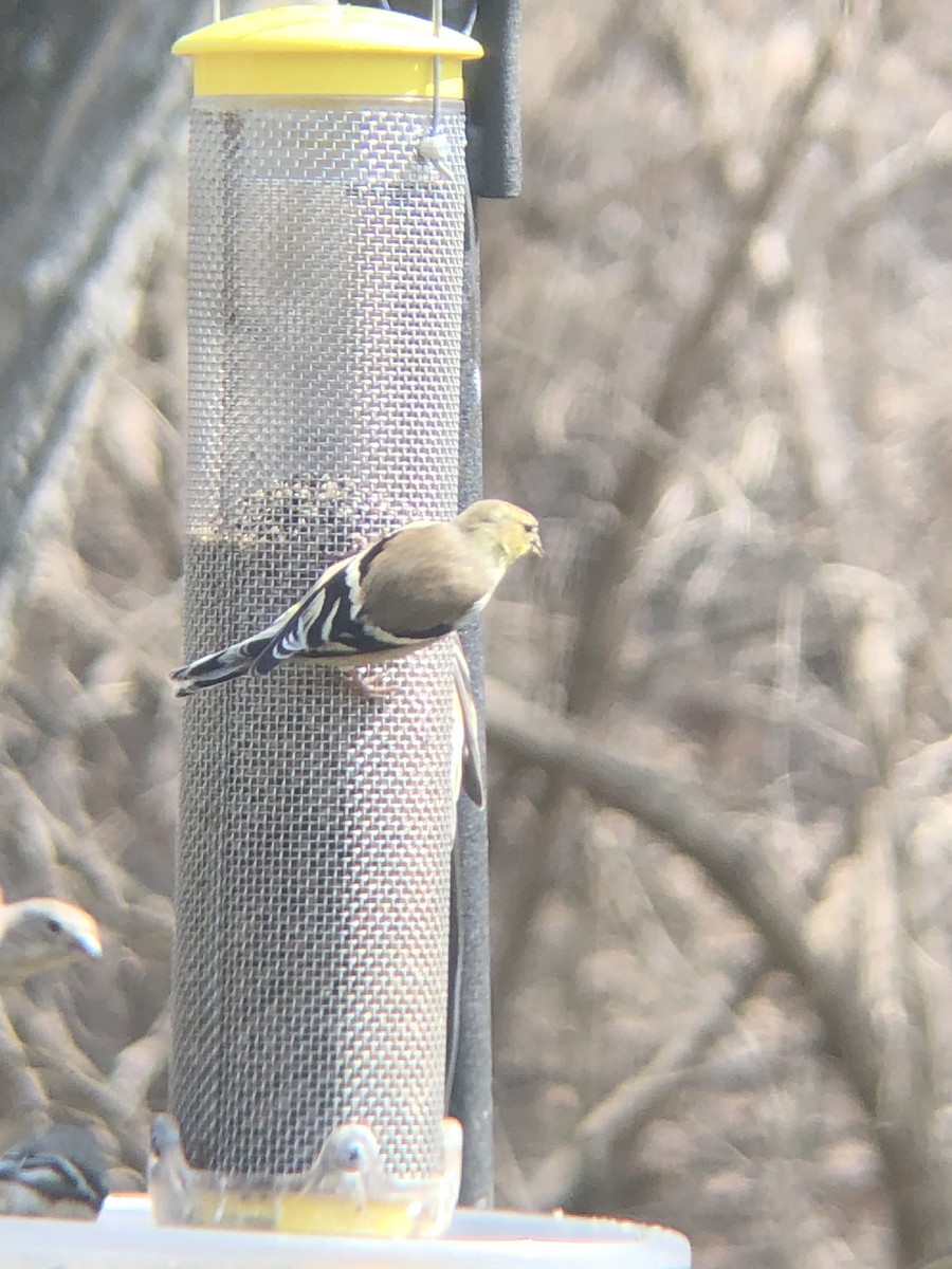 American Goldfinch - ML632024556