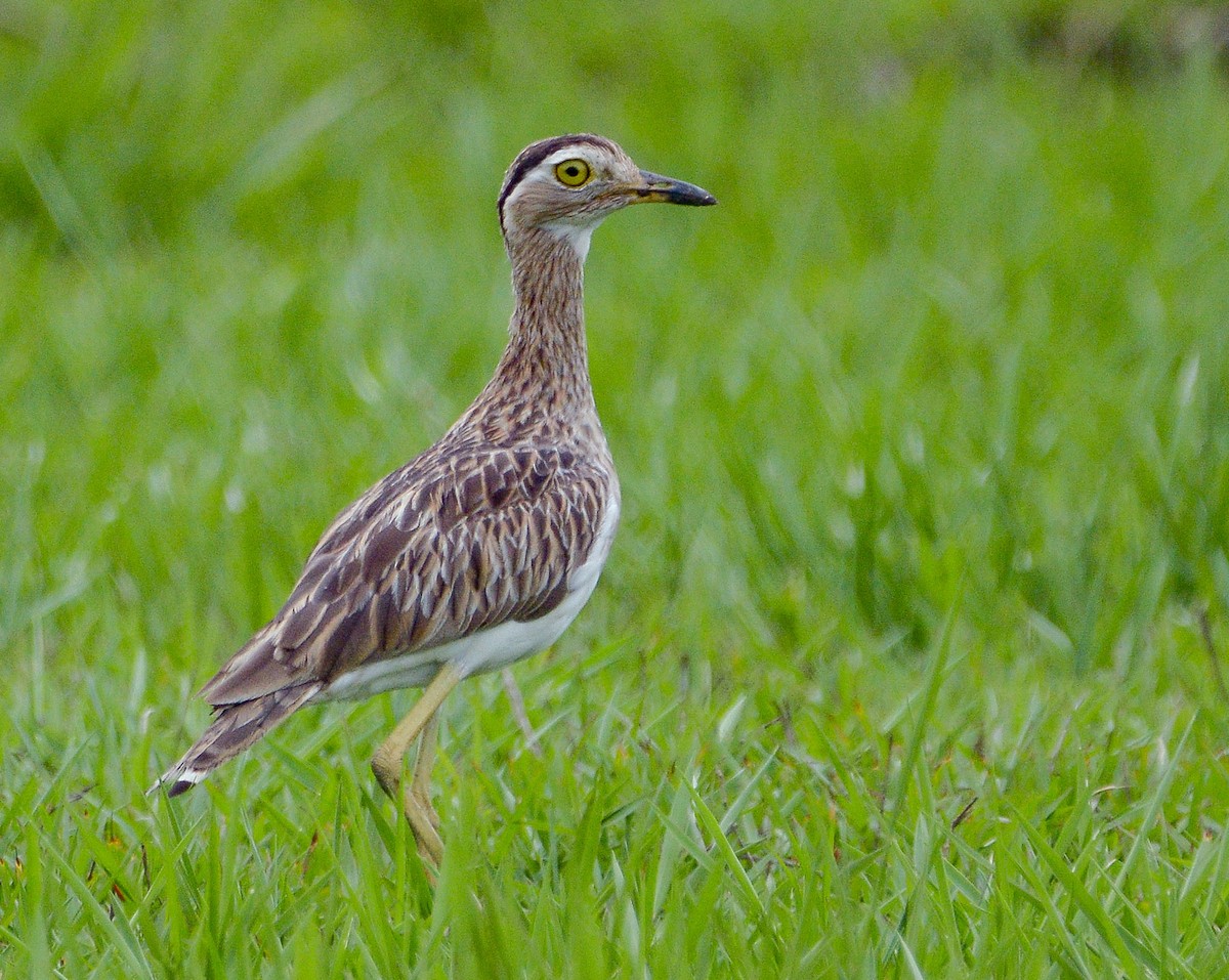Double-striped Thick-knee - ML632024782