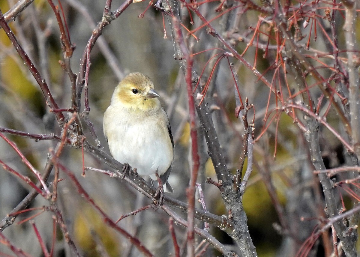 American Goldfinch - ML632024910