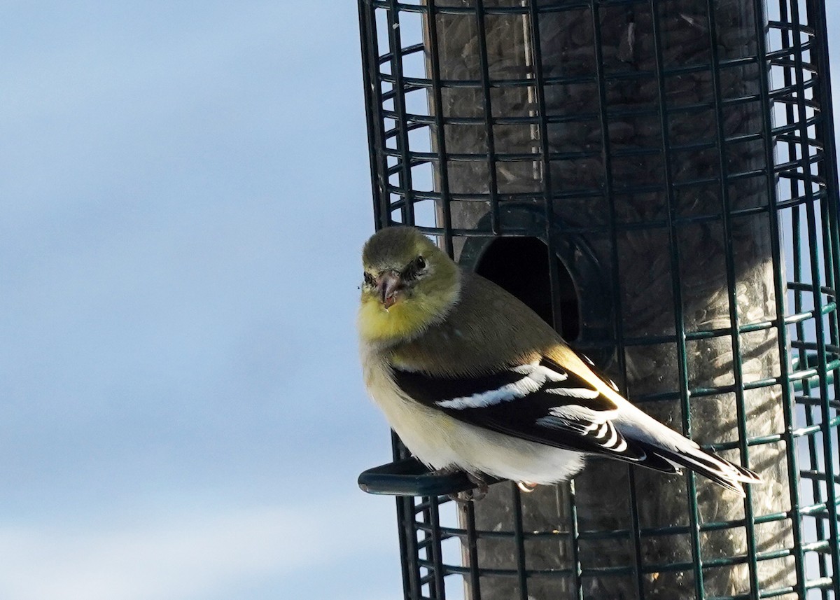 American Goldfinch - ML632024911