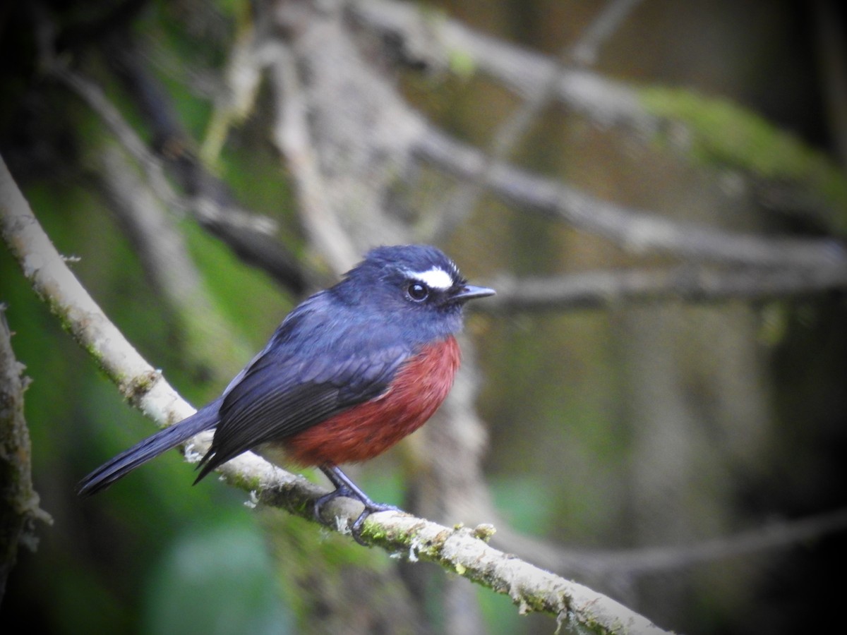 Chestnut-bellied Chat-Tyrant - ML632024978