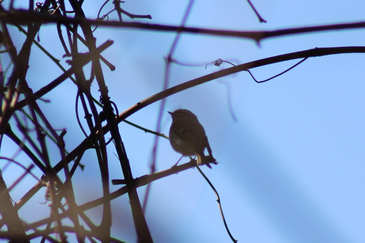 Golden-crowned Kinglet - ML632025009