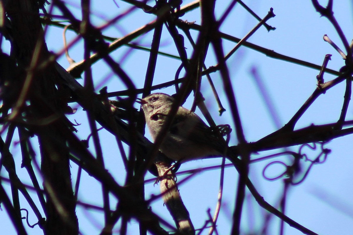 Golden-crowned Kinglet - ML632025010