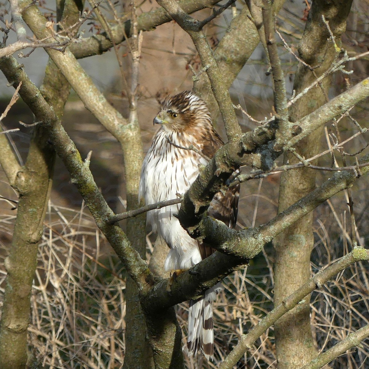 Cooper's Hawk - ML632025041