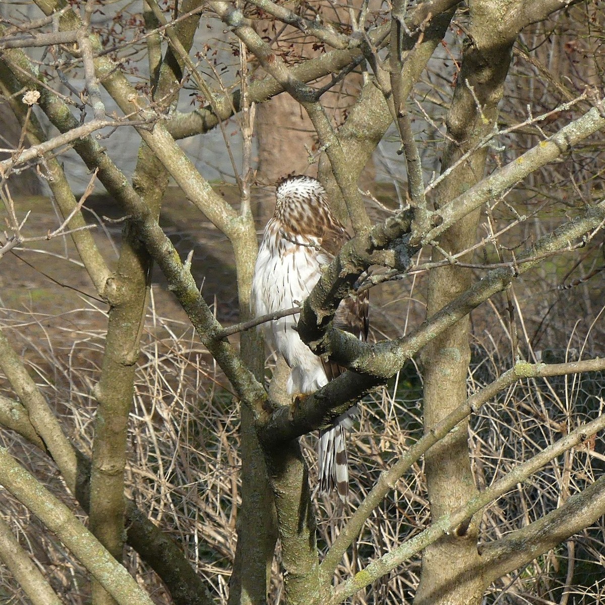 Cooper's Hawk - ML632025050
