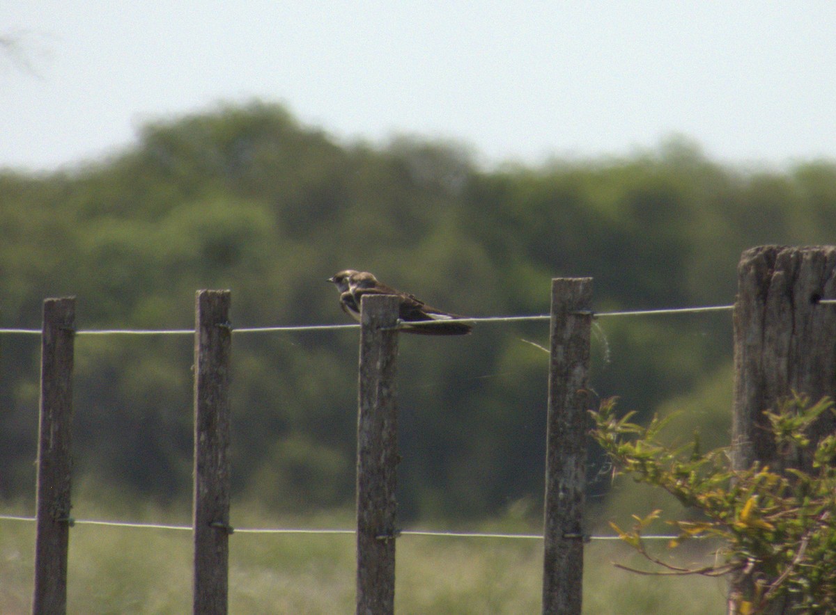 Brown-chested Martin - ML632025087