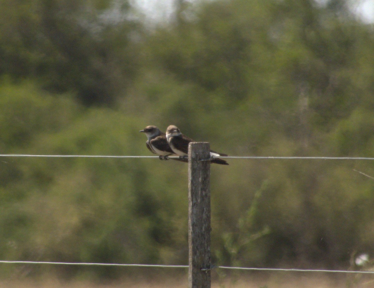 Brown-chested Martin - ML632025103