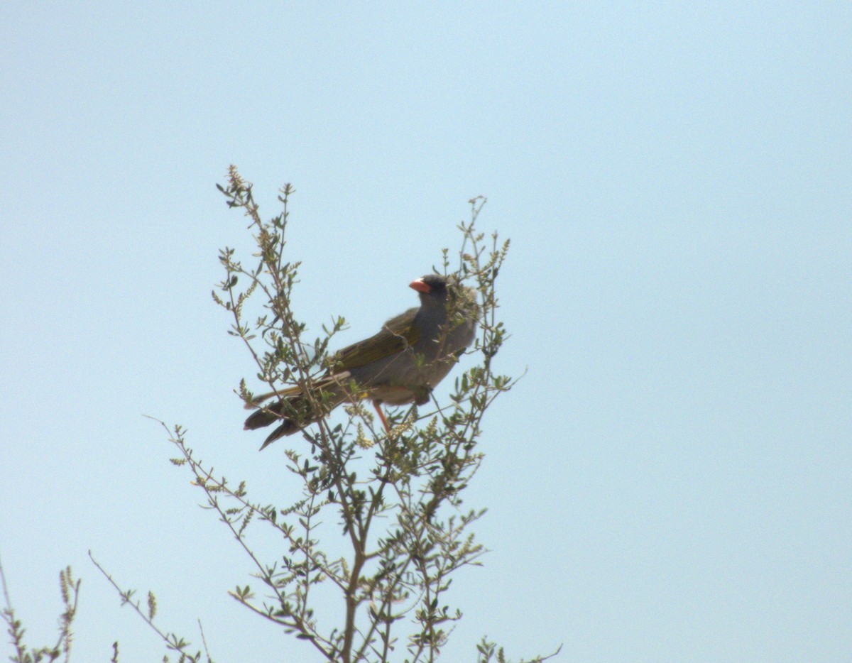 Great Pampa-Finch - ML632025114