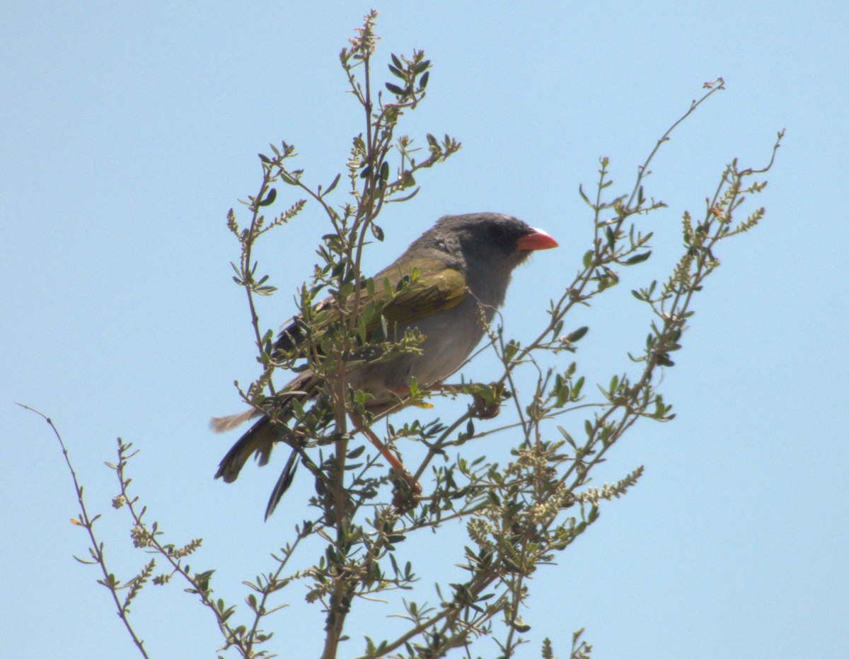 Great Pampa-Finch - ML632025120