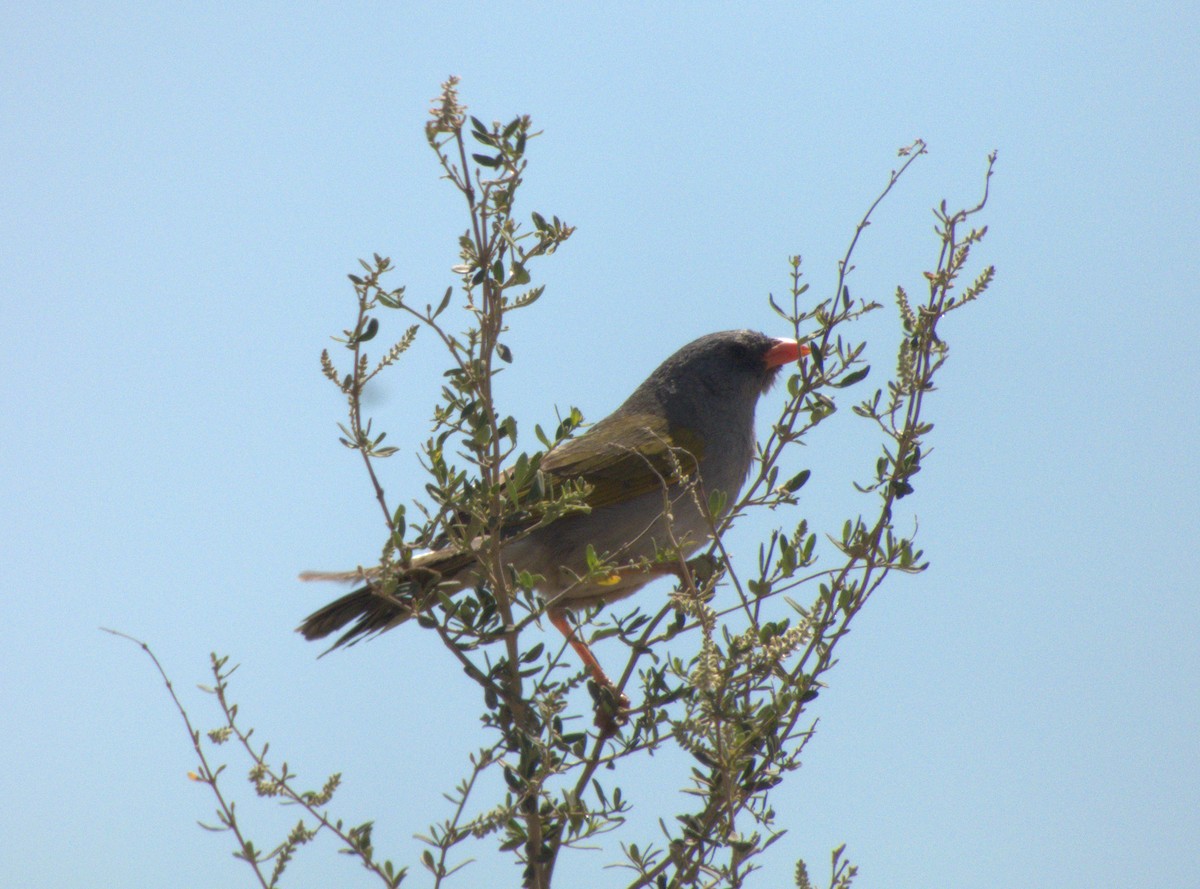 Great Pampa-Finch - ML632025129