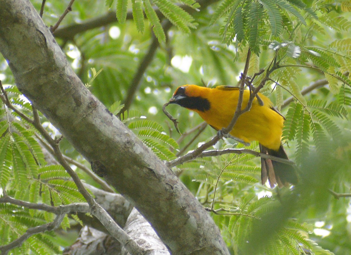 Altamira Oriole - ML632025130