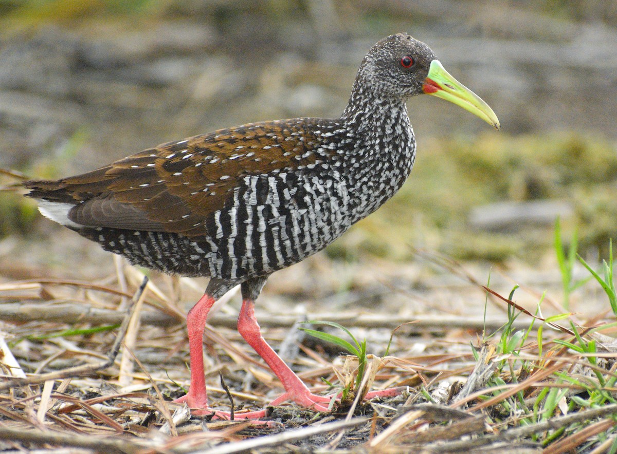 Spotted Rail - ML632025187