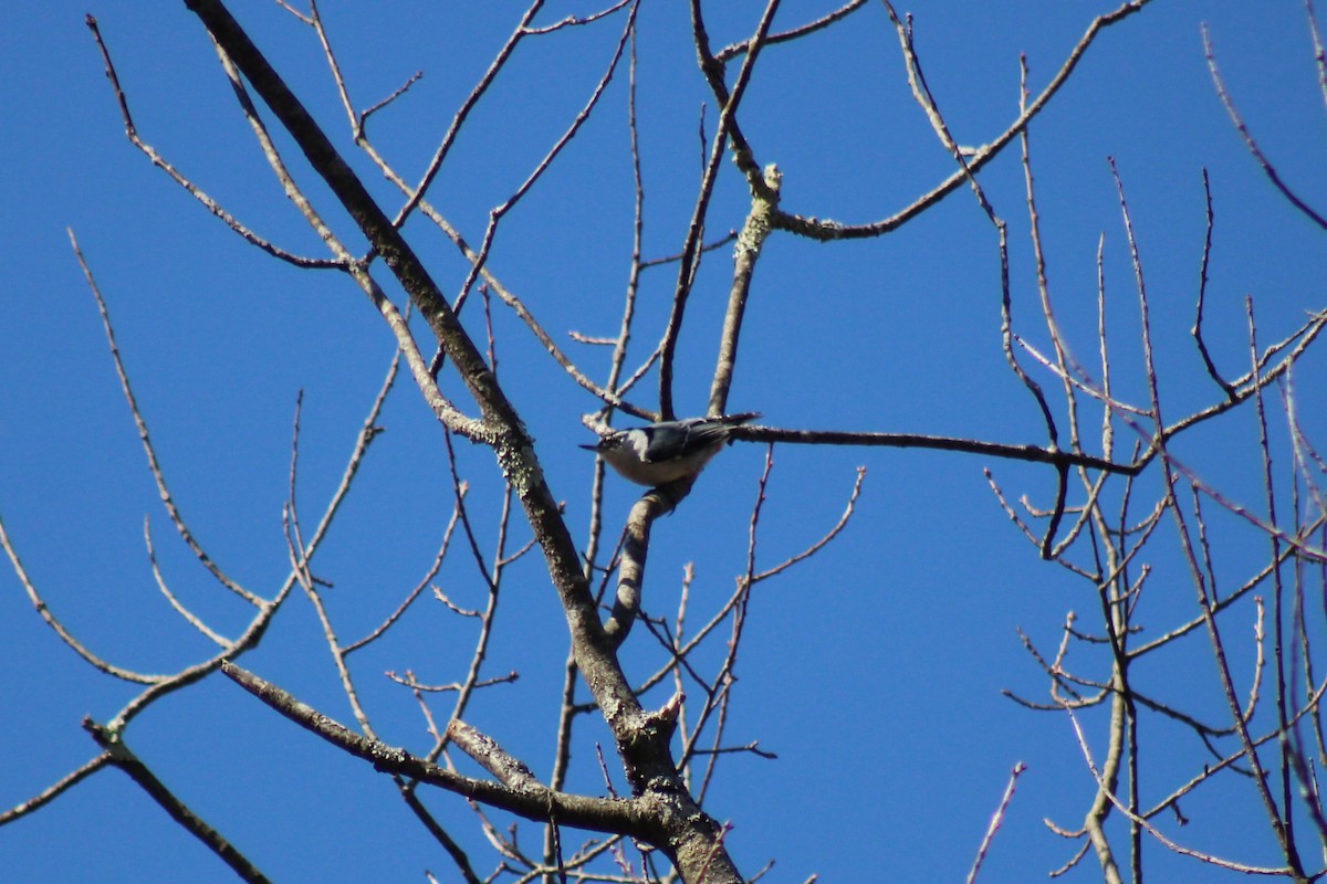 White-breasted Nuthatch - ML632025188