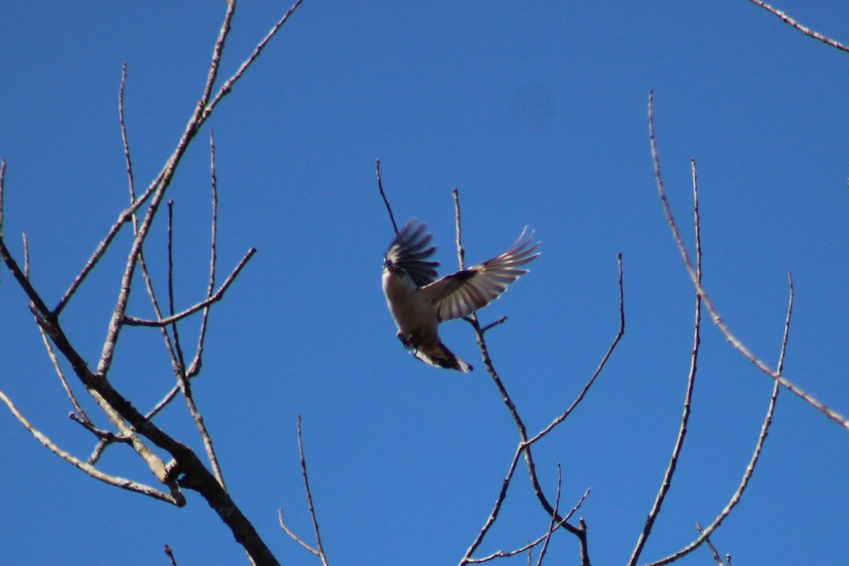 White-breasted Nuthatch - ML632025189