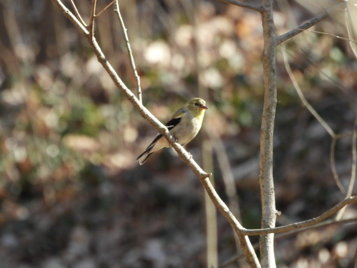 American Goldfinch - ML632025197