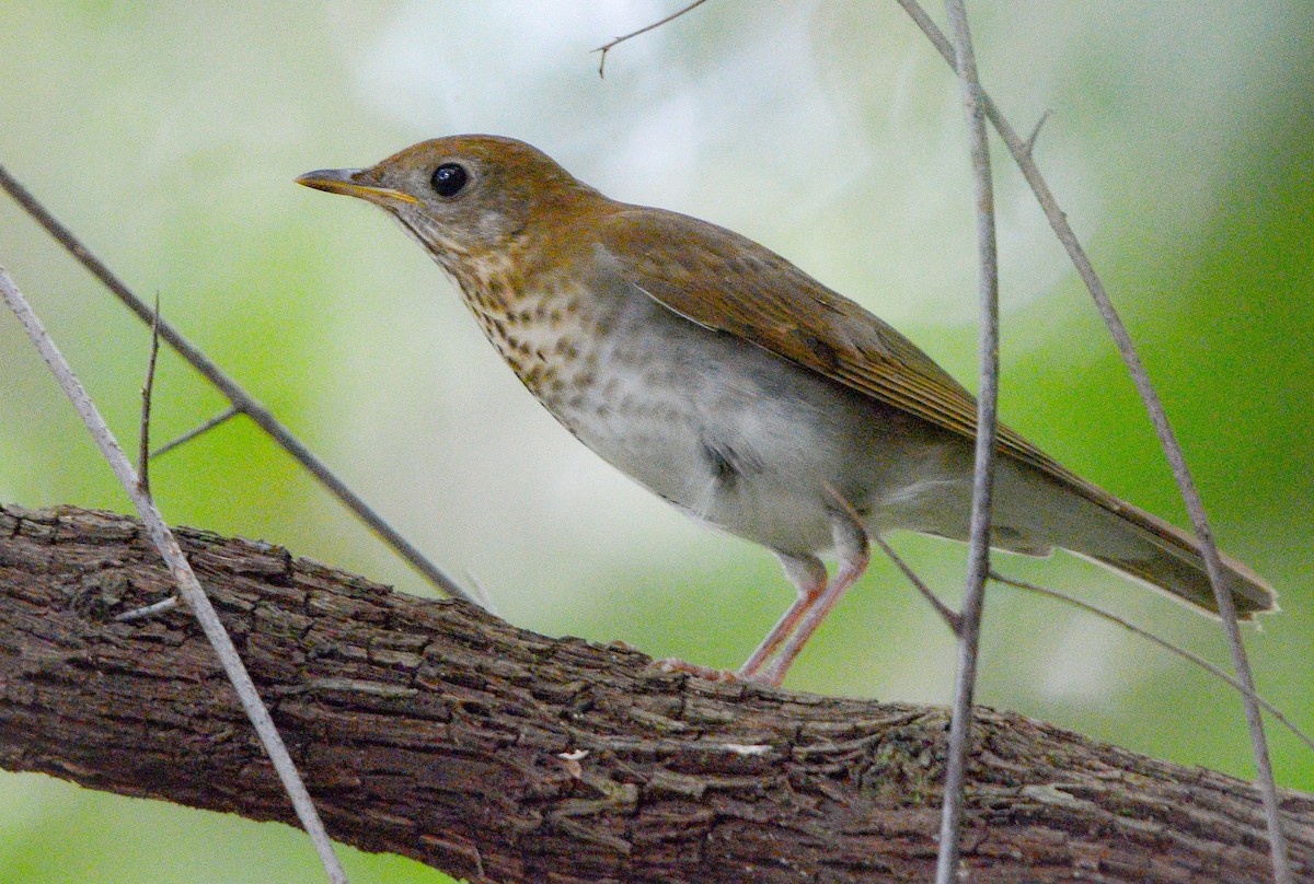 Veery - ML632025231