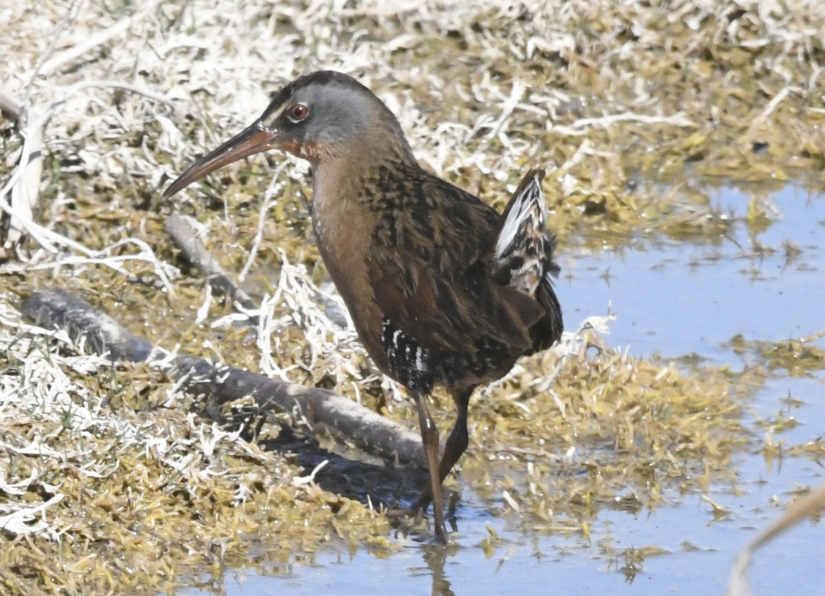 Virginia Rail - ML632025236