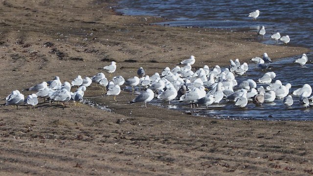 Ring-billed Gull - ML632025237
