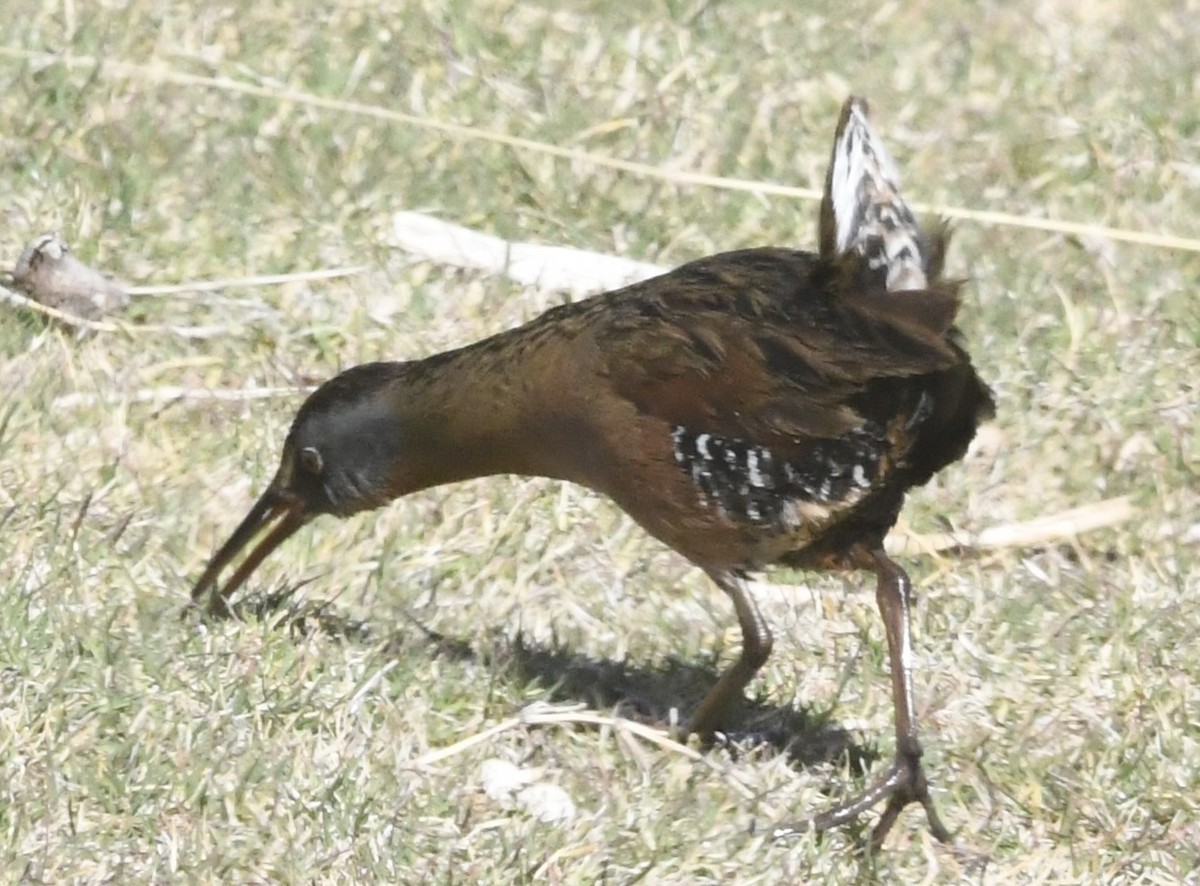 Virginia Rail - ML632025245