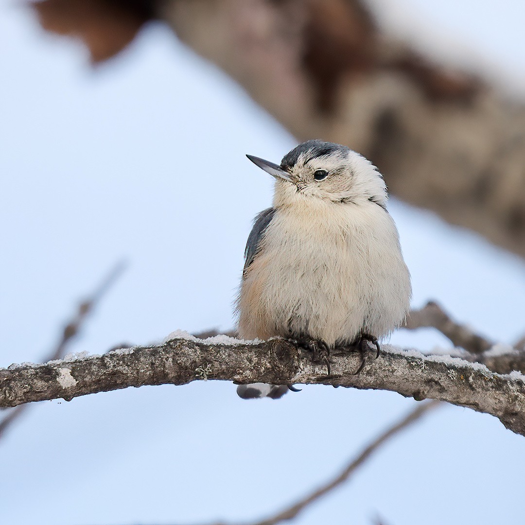 White-breasted Nuthatch - ML632025366