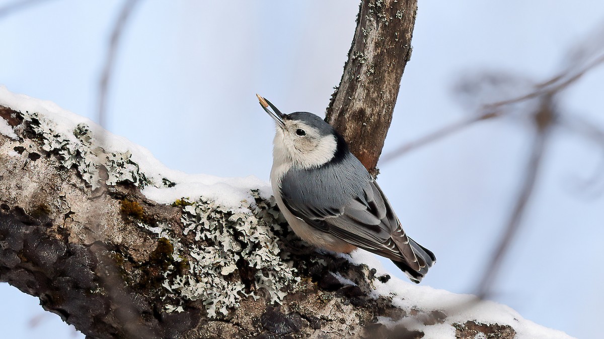 White-breasted Nuthatch - ML632025367