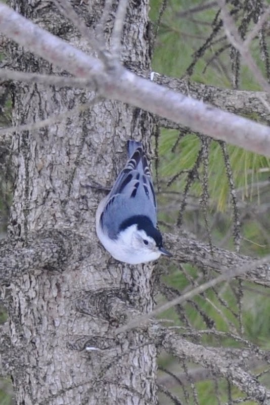 White-breasted Nuthatch - ML632025492