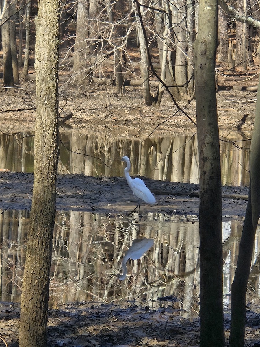 Great Egret - ML632025614