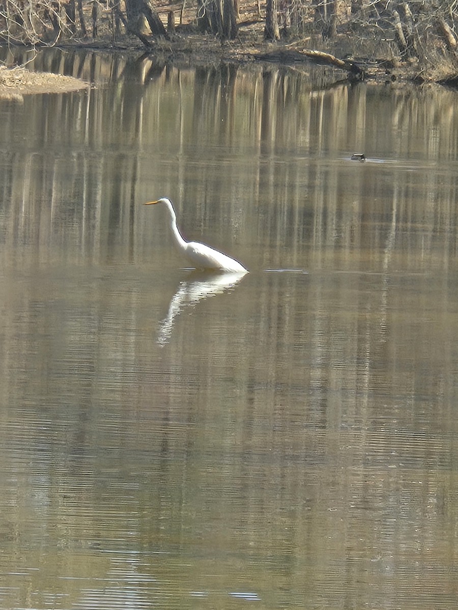 Great Egret - ML632025616