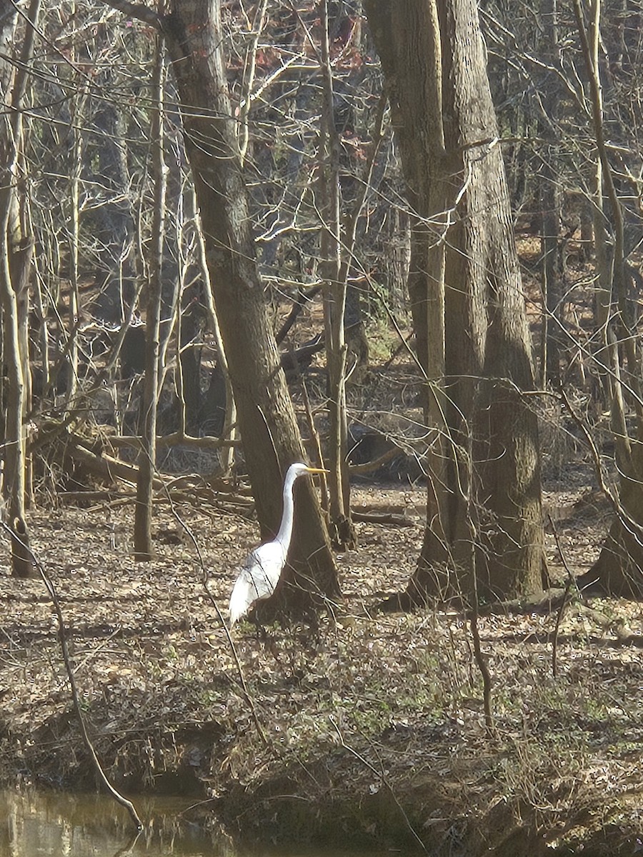 Great Egret - ML632025620