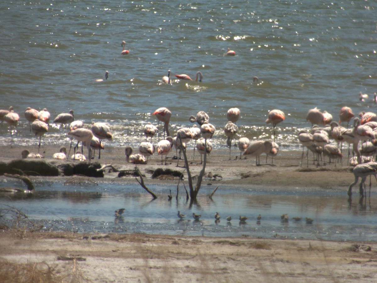 Chilean Flamingo - ML632025653