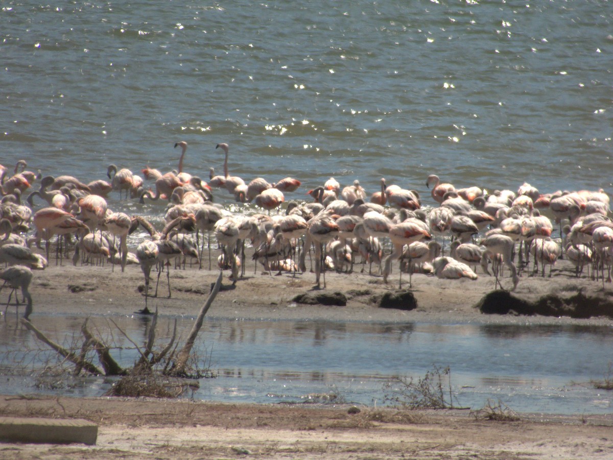 Chilean Flamingo - ML632025685