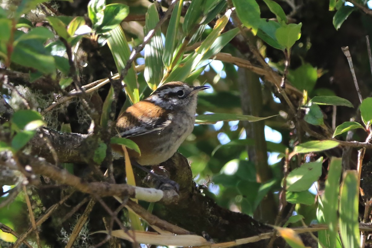 Timberline Wren - ML632026008