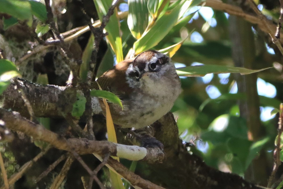 Timberline Wren - ML632026012