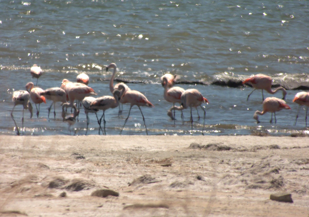 Chilean Flamingo - ML632026066