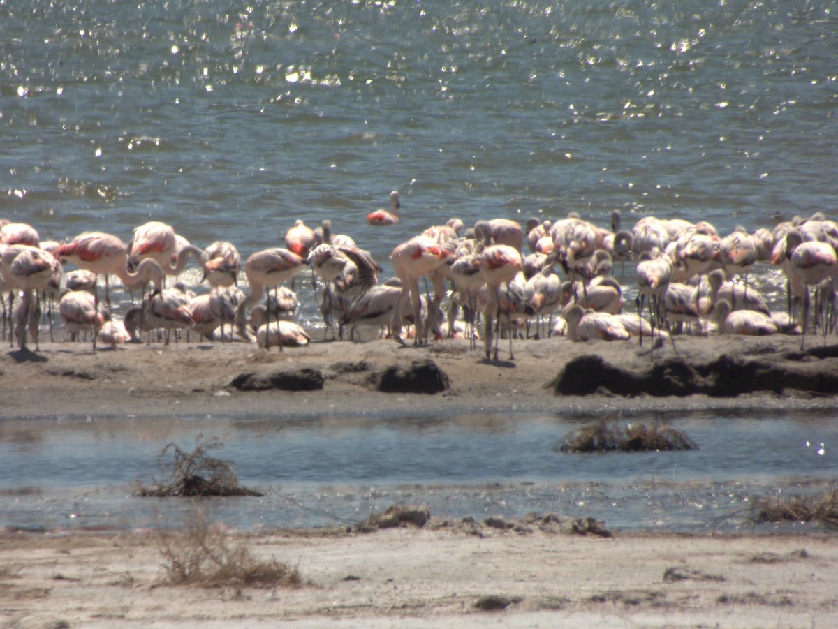 Chilean Flamingo - ML632026109
