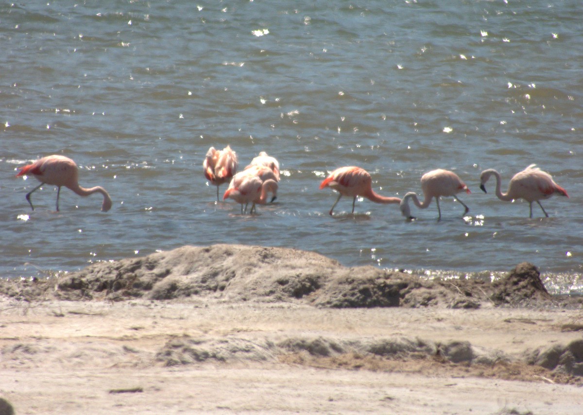 Chilean Flamingo - ML632026188
