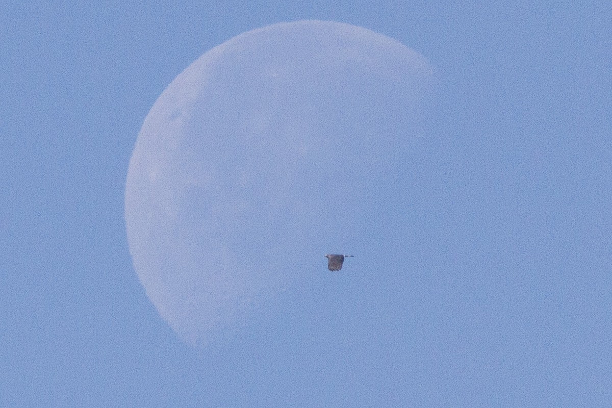 Hook-billed Kite - ML632026257