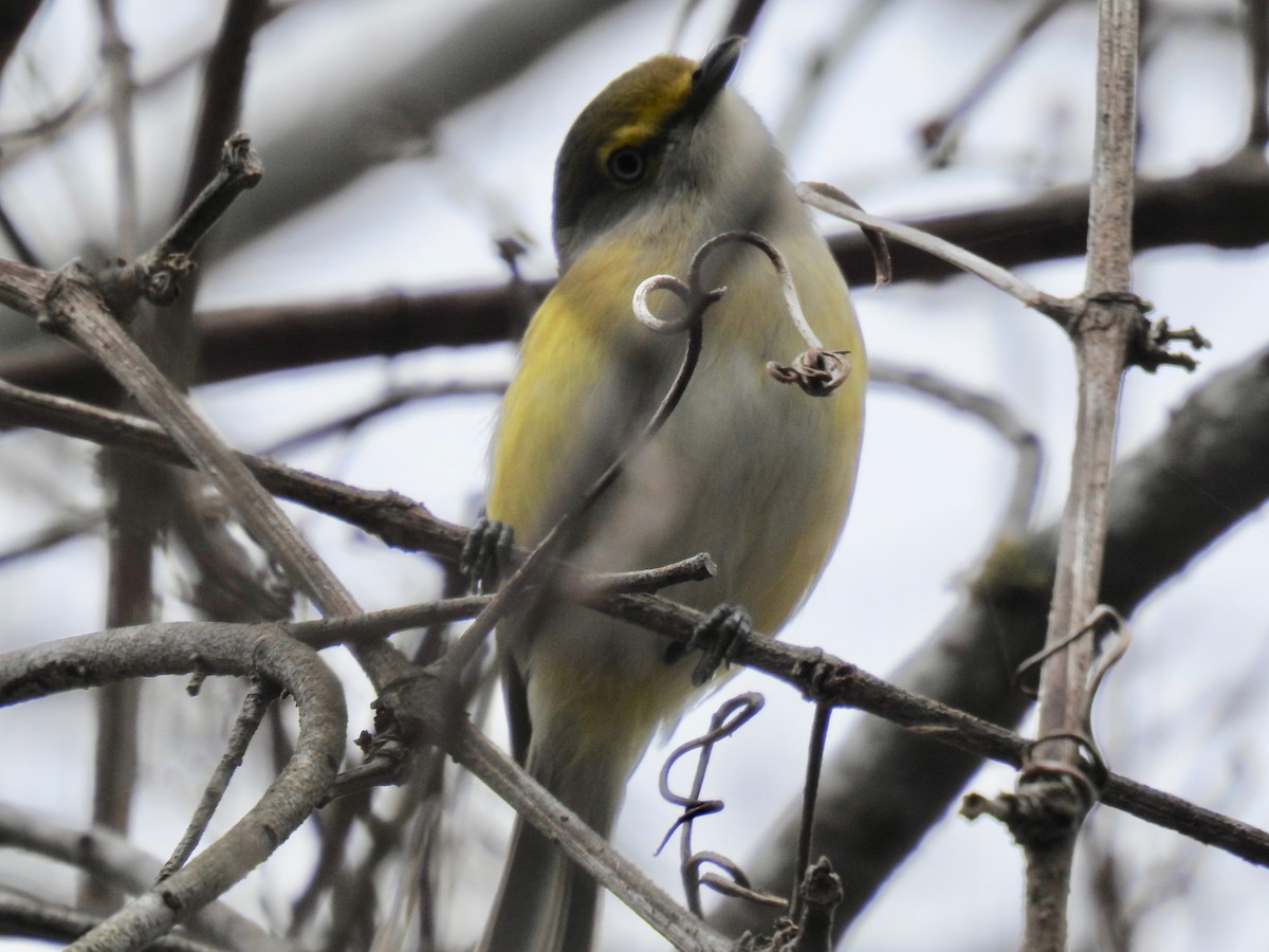White-eyed Vireo - ML632026313