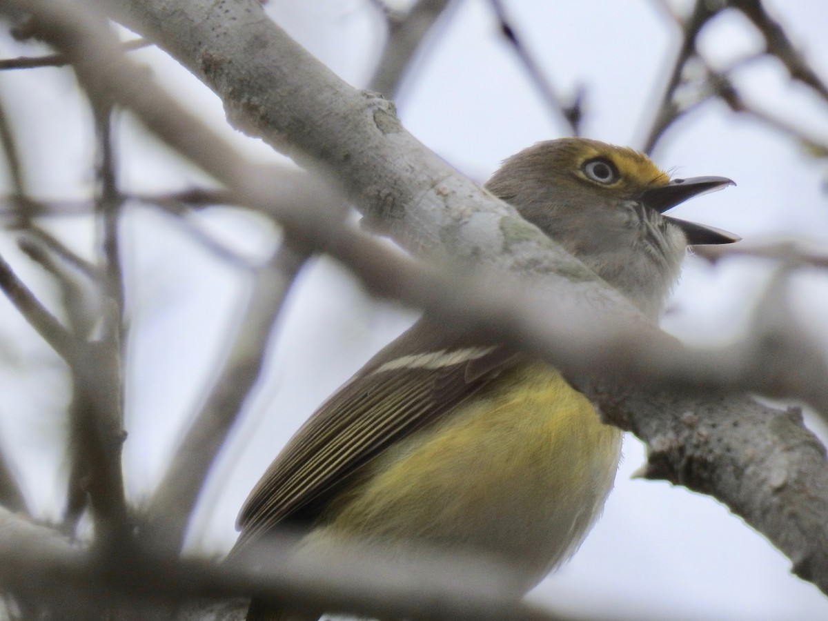 White-eyed Vireo - ML632026319