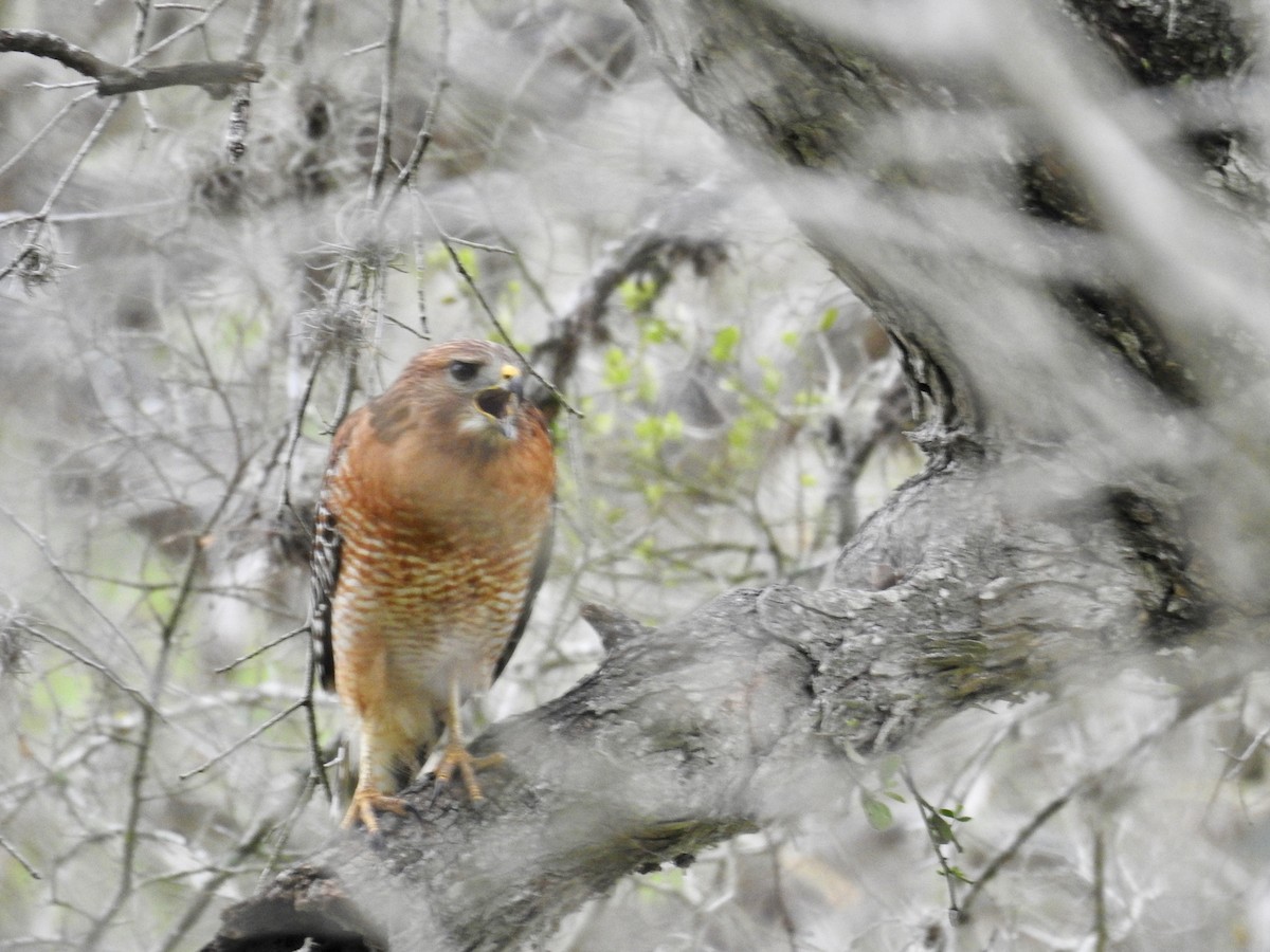 Red-shouldered Hawk - ML632026326