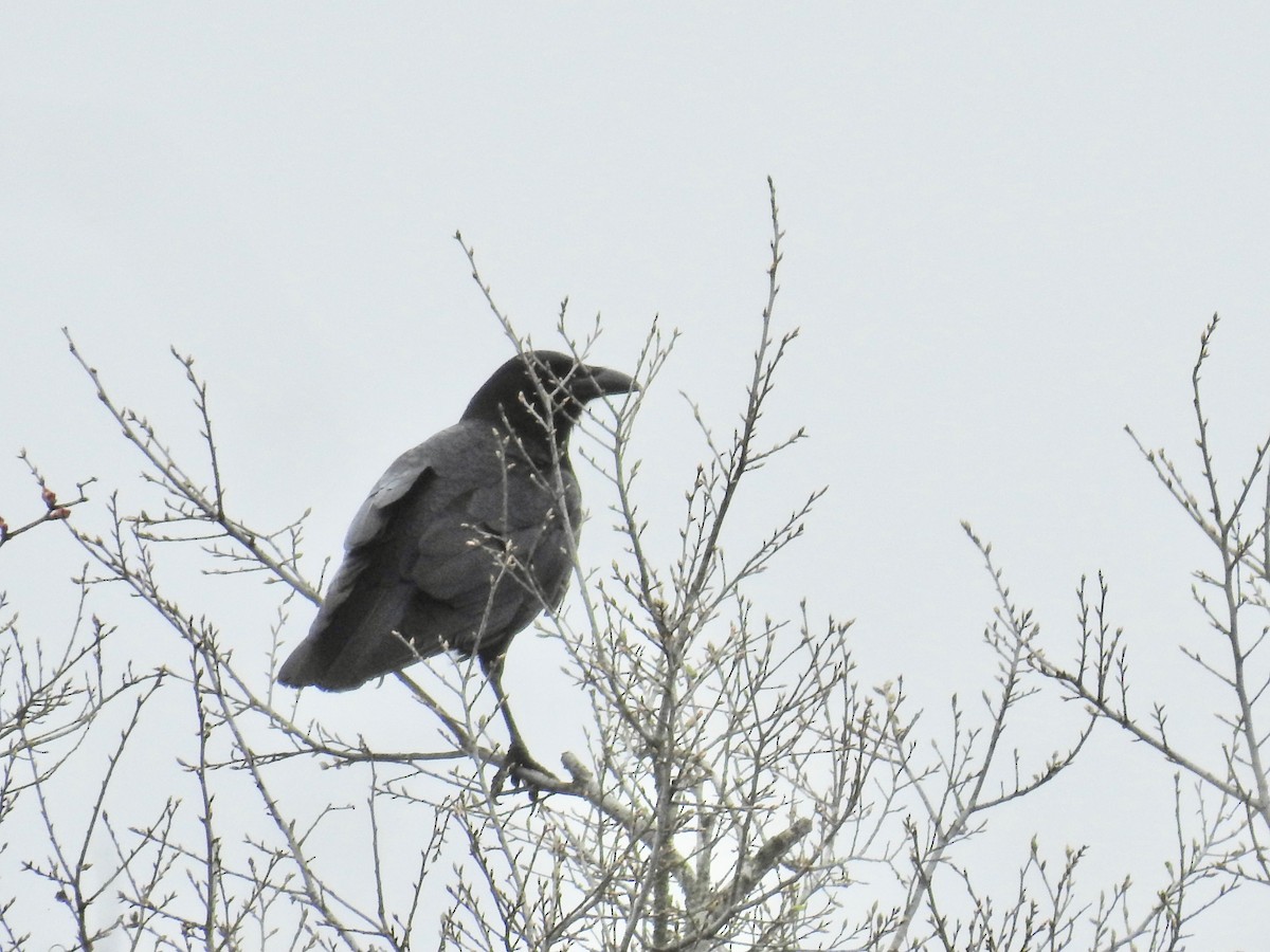 American Crow - ML632026337